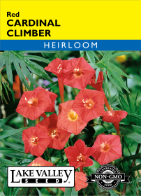 Cardinal Climber - Item #599