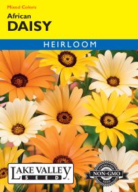 Daisy African Mixed Colors - Item #124