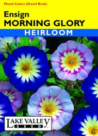 Morning Glory Ensign Mixed Colors - Item #1243