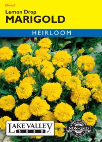 Marigold Lemon Drop - Item #185