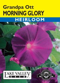 Morning Glory Grandpa Ott - Item #1893