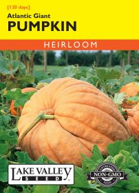 Pumpkin Atlantic Giant - Item #1929