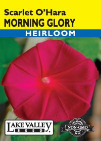 Morning Glory Scarlet O'Hara - Item #199