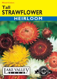 Strawflower Tall Mixed Colors - Item #289