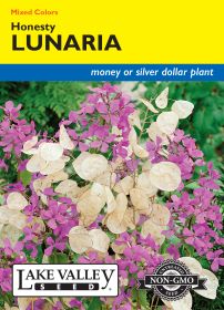 Lunaria Honesty Mixed Colors - Item #3467