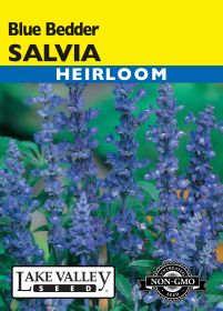 Salvia Blue Bedder - Item #3473