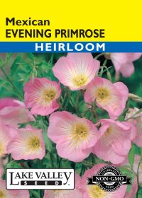 Evening Primrose Mexican - Item #378