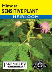 Sensitive Plant (Mimosa) - Item #390