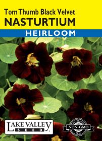 Nasturtium Tom Thumb Black Velvet - Item #4147