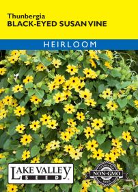 Black Eyed Susan Thunbergia Vine - Item #425
