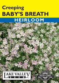 Baby's Breath Creeping - Item #443