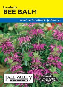Bee Balm Lambada - Item #4487