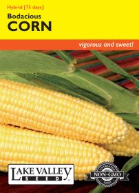 Corn Sweet Bodacious Hybrid - Item #4503