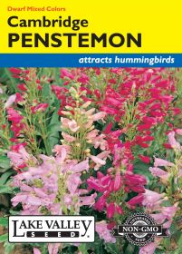 Penstemon Cambridge Dwarf Mixed Colors - Item #456