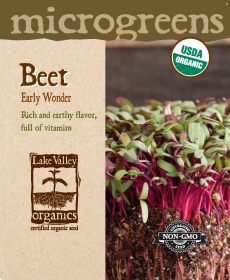 Beet Early Wonder - Item #4735