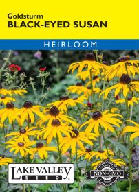 Black Eyed Susan Goldsturm - Item #50