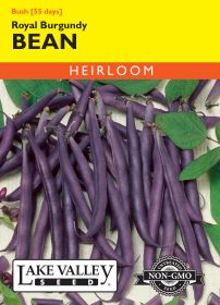 Bean (Bush) Royal Burgundy (Purple) - Item #512
