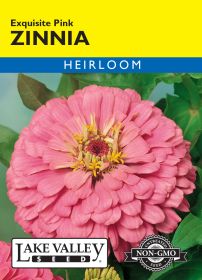 Zinnia Exquisite Pink - Item #615