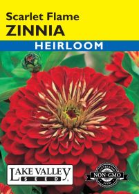 Zinnia Scarlet Flame - Item #616