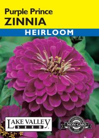 Zinnia Purple Prince - Item #617