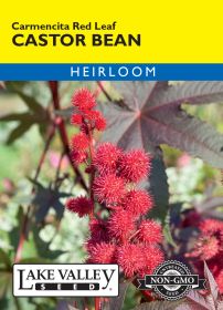 Castor Bean Carmencita Red Leaf - Item #676