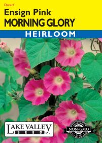 Morning Glory Ensign Pink - Item #682