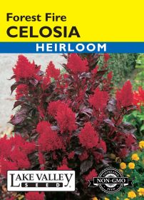 Celosia Forest Fire - Item #79