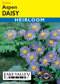 Daisy Aspen (Fleabane) - Item #8014