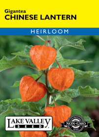 Chinese Lantern - Item #86