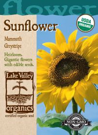 Sunflower Mammoth Greystripe - Item #887