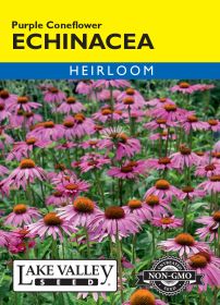 Echinacea Purple Coneflower - Item #99